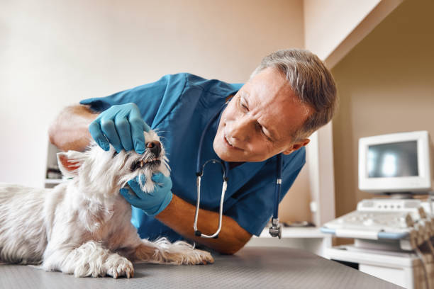 Best Pediatric Emergency Dentist in Moorpark, CA